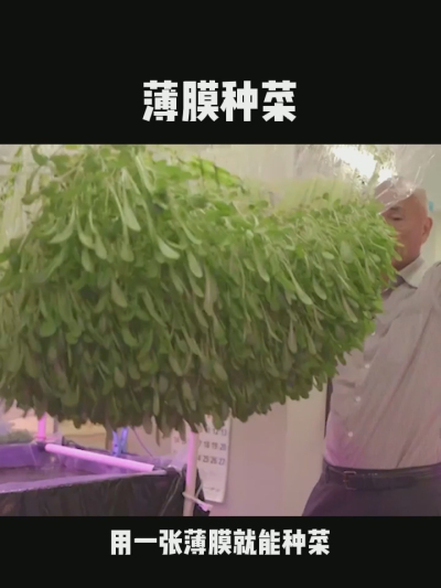 无土栽培的新模式，一张薄膜就能种菜，你见过吗？