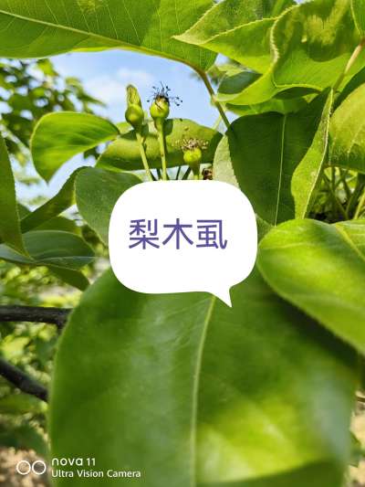 http://st-static1.ag96.cn/forums/2025/04/15/17447048754679.jpeg