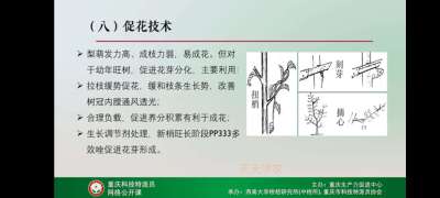 学习梨技术，提升自己。