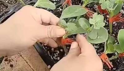 西瓜挂接和贴接的管理