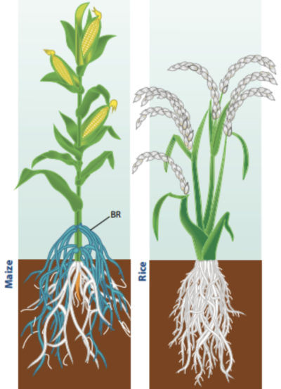 从叶子到根系：细致分析植物的生长需求
