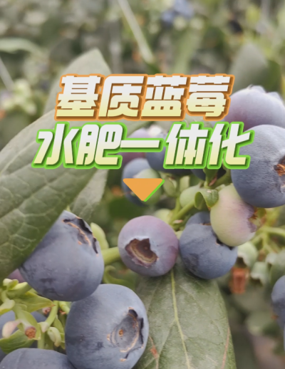 基质蓝莓水肥一体化系统，华维灌溉成套好用。