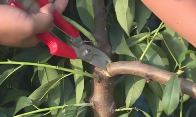 桃树夏季修剪很关键