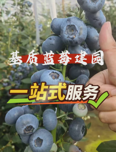 ACA第六谷&middot;蓝莓谷，基质蓝莓从建园到运营一站式管家服务...