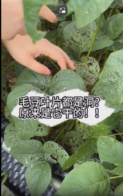 毛豆叶片都是洞，原来不是青虫吃的？