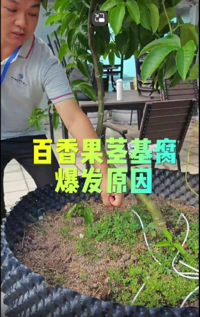 百香果