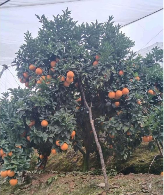 江西赣州寻乌的脐橙🍊、蜜橘🍊，咱家的赣南脐橙和寻乌蜜橘都是爸妈在自家果园防虫网棚