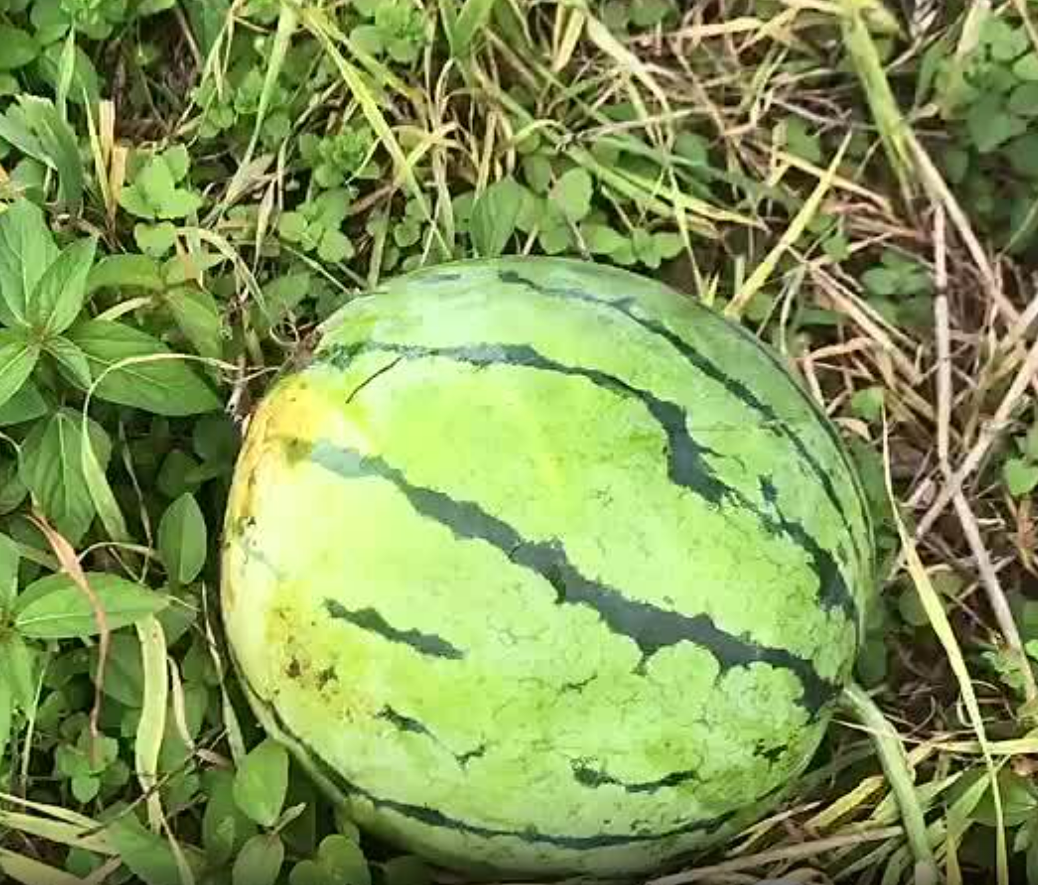湖北精品大棚种植的无籽美都已成熟，果实不仅耐运输，而且糖分高，可代发全国。