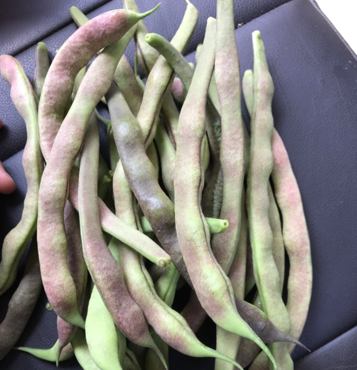 花皮菜豆 四季豆，自家基地直销，50亩 自家产地种植，