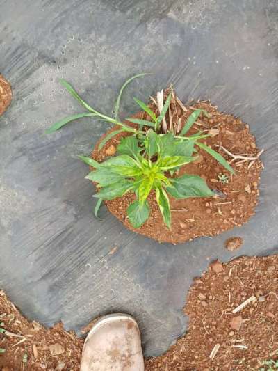 下雨过后的辣椒疾病