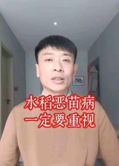水稻恶苗病发生原因及预防！