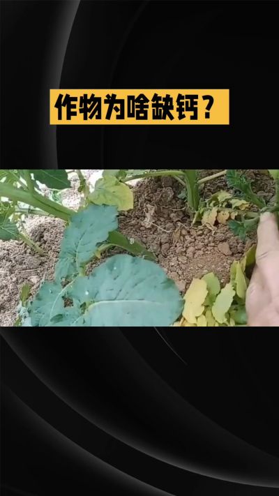 地里明明不缺钙，为啥农作物还会缺钙？