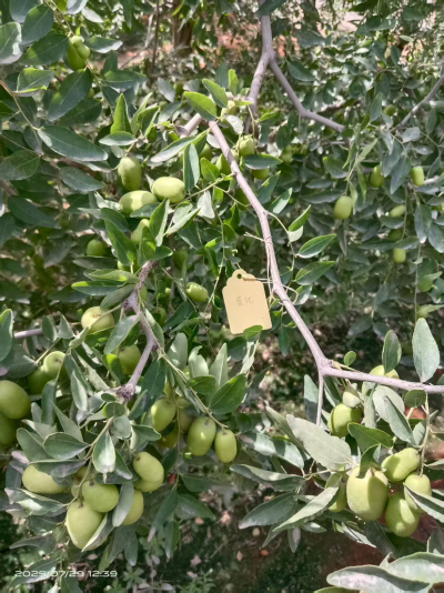 这是棵黄化树，艾乐根处理，100毫升，树盘开浅沟（10㎝），兑水35斤冲施，埋沟。现在产量很棒