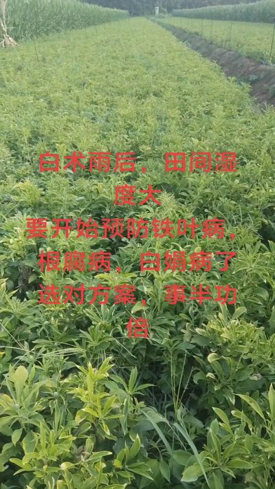 雨期过后白术病害要防治了
预防铁叶病，白娟病
现在也进入了膨大期
可以打膨大的