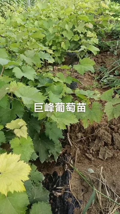 巨峰葡萄苗。一年扦插苗。需要联系。苗圃基地直销！需要联系18534302961