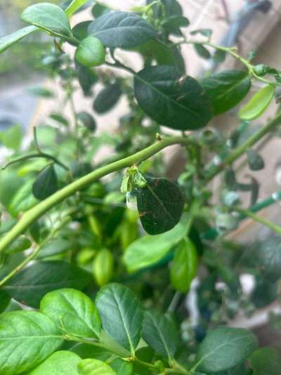 蓝莓白粉虱：从识别到防治的全指南