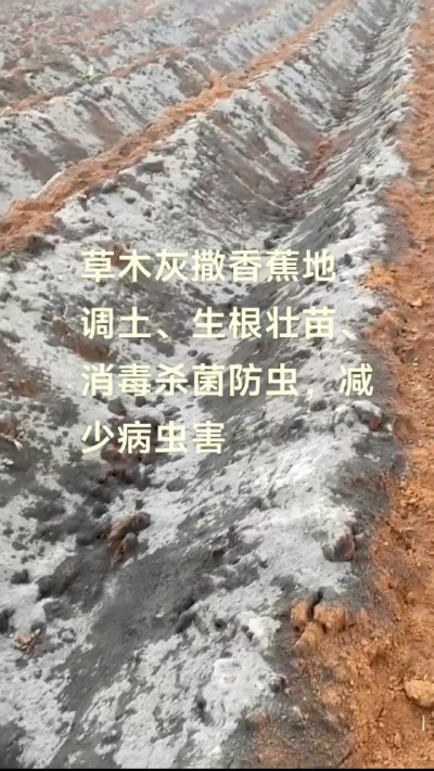 [太阳]纯植物草木灰源头厂家，草木灰广泛适用于各类农作物，是性价比很高的有机肥