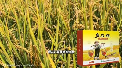 多石粮-谷物小分子有机酸，田间表现。
剑叶挺拔，灌浆饱，千粒重，上粮快。