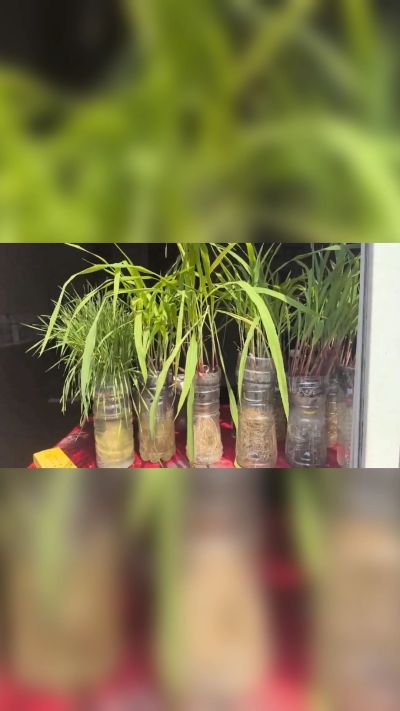 微生物菌剂，出厂前每克添加5亿微生物。最新实验生根育苗，保证不烧苗，促进毛细根增长，抑制病虫害，疏松土壤，保水保肥。近期需要用肥的老板提前联系，19331068337微信同步。