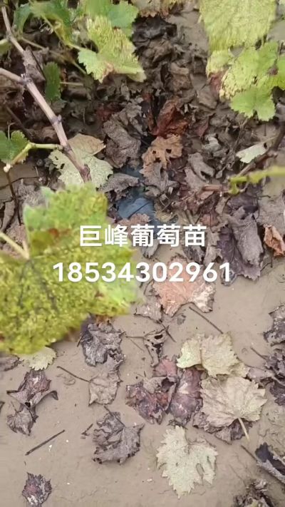 巨峰葡萄苗，一年扦插苗，苗圃基地直销！需要联系18534302961