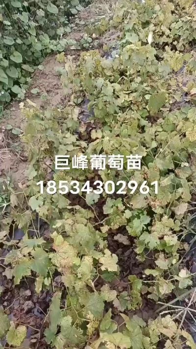 出售早熟巨峰葡萄苗。药用连翘苗，科研五号优质种苗，2/5年苗，药用连翘树，挂果树，全国包邮到家！财富密码18534302961
