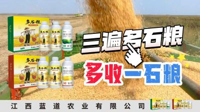 冬季种植，油菜，小麦，草莓等作物的，出现了除草剂药害，黄叶，僵苗，苗不长等问题，马上用多石粮，确保5天见到效果。
