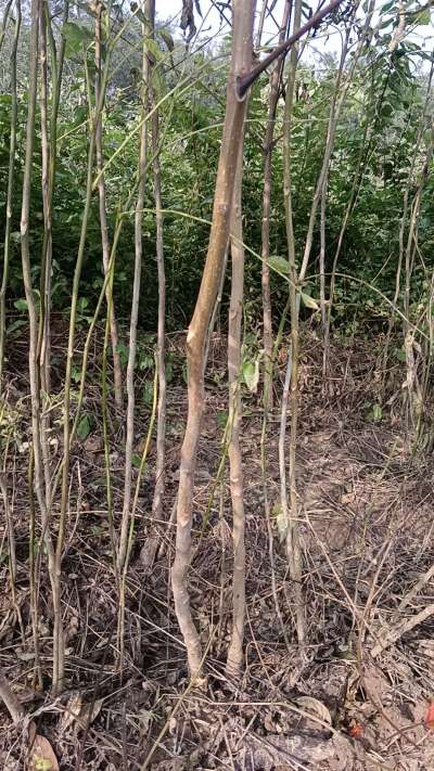 出售臭椿苗，巨峰葡萄苗。药用连翘苗，科研五号优质种苗，2/5年苗，药用连翘树，挂果树，全国包邮到家！财富密码18534302961