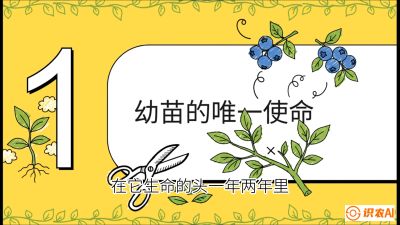 第6节：修剪决定产量（上）&mdash;&mdash;幼苗期与生长期修剪， 课程：《蓝莓&ldquo;高产&rdquo;实战课：从选苗到丰收的10个关键点》