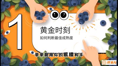 第10节：完美的&ldquo;果粉&rdquo;&mdash;&mdash;采摘时机与保鲜， 课程：《蓝莓&ldquo;高产&rdquo;实战课：从选苗到丰收的10个关键点》