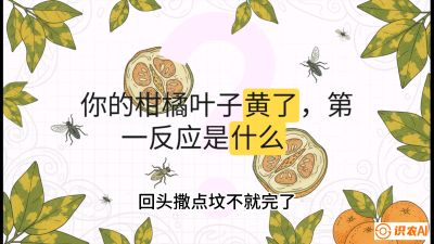第一节：保命生死线&mdash;&mdash;黄龙病与木虱，课程：《柑橘十大病虫害：从入门到精通》