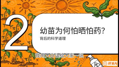 第02节：幼树管理&mdash;&mdash;&ldquo;防晒又防草，树势起得早&rdquo;，课程：《槟榔种植：从不懂到精通的10堂必修课》