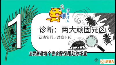 第06节：顽固虫害防治&mdash;&mdash;&ldquo;钻心虫与红蜘蛛，打准时间才服输&rdquo;《槟榔种植：从不懂到精通的10堂必修课》