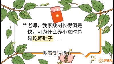 第01节：不仅仅是树&mdash;&mdash;顶级品种选配策略，课程：《桑海淘金：桑树高产与蚕桑安全进阶实战课》