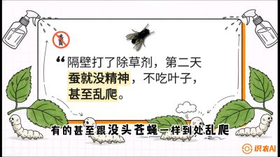 第05节：养蚕人的&ldquo;排雷战&rdquo;&mdash;&mdash;除草剂的生死禁忌，课程：《桑海淘金：桑树高产与蚕桑安全进阶实战课》