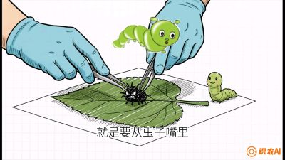 第07节：虫口夺叶（下）&mdash;&mdash;不得不打药时的&ldquo;解毒术&rdquo;，课程：《桑海淘金：桑树高产与蚕桑安全进阶实战课》