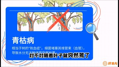 第08节：看不见的杀手&mdash;&mdash;青枯病与萎缩病，课程：《桑海淘金：桑树高产与蚕桑安全进阶实战课》