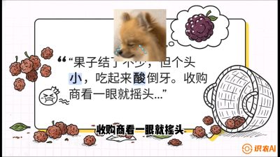 第10节：甜蜜的科学&mdash;&mdash;膨大、增甜与转色，课程：《桑海淘金：桑树高产与蚕桑安全进阶实战课》