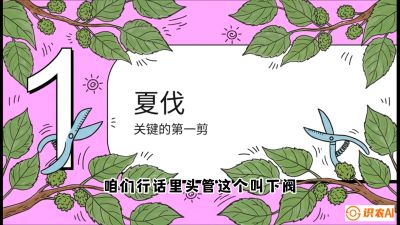 第11节：叶果双收&mdash;&mdash;特殊的夏伐与冬伐，课程：《桑海淘金：桑树高产与蚕桑安全进阶实战课》