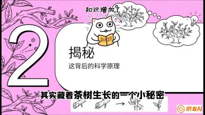 第04节（修剪篇）：树势复活术：从&ldquo;越剪越弱&rdquo;到&ldquo;枝繁叶茂&rdquo;的能量管理与夏秋茶逆袭，课程：《茶金时代：从&ldquo;看天吃饭&rdquo;到&ldquo;精准控局&rdquo;的茶叶高产提质实战课》