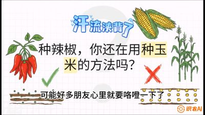 第1节：【品种定江山】工业辣椒vs小米辣：底肥公式与密度陷阱的&ldquo;百万生意经&rdquo;，课程：《辣椒种植实战特训营，从工业辣椒到精品小米辣，教你如何把&ldquo;草&rdquo;种成&ldquo;金&rdquo;》