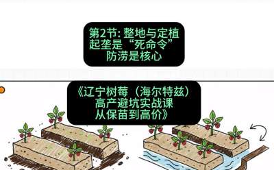第二节： 整地与定植&mdash;&mdash;起垄是&ldquo;死命令&rdquo;，防涝是核心，课程：《辽宁树莓（海尔特兹）高产避坑实战课：从保苗到高价》