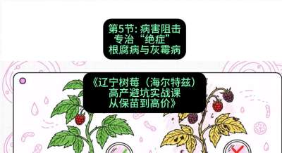 第五节： 病害阻击&mdash;&mdash;专治&ldquo;绝症&rdquo;根腐病与灰霉病，课程：《辽宁树莓（海尔特兹）高产避坑实战课：从保苗到高价》