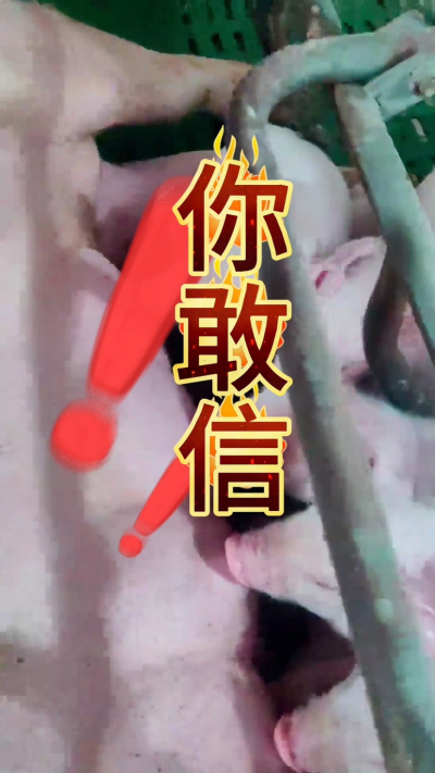 小猪抢不到奶，干瘦不长肉？成活率总上不去？😭
自从用上南商农科这款仔猪补奶机，再也没这烦恼！
✅ 一键设置下料参数，新手也能上手
✅ 恒温补奶，小猪抢着喝，长势超均匀
从车间精工组装到猪场落地使用，每