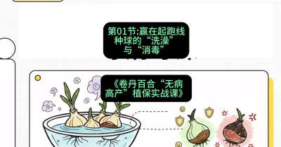 第01节：赢在起跑线&mdash;&mdash;种球的&ldquo;洗澡&rdquo;与&ldquo;消毒&rdquo;，课程：《卷丹百合&ldquo;无病高产&rdquo;植保实战课》#识农AI