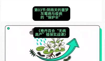 第03节：阴雨天的噩梦&mdash;&mdash;灰霉病与疫病的&ldquo;保护伞&rdquo;，课程：《卷丹百合&ldquo;无病高产&rdquo;植保实战课》#识农AI