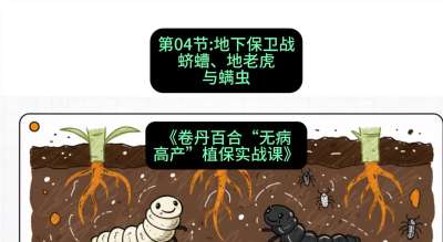 第04节：地下保卫战&mdash;&mdash;蛴螬、地老虎与螨虫 ，课程：《卷丹百合&ldquo;无病高产&rdquo;植保实战课》#识农AI