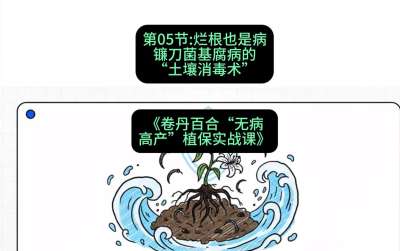 第05节：烂根也是病&mdash;&mdash;镰刀菌基腐病的&ldquo;土壤消毒术&rdquo; ，课程：《卷丹百合&ldquo;无病高产&rdquo;植保实战课》#识农AI