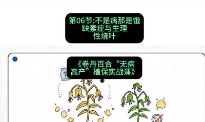 第06节：不是病那是饿&mdash;&mdash;缺素症与生理性烧叶 ，课程：《卷丹百合&ldquo;无病高产&rdquo;植保实战课》#识农AI