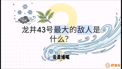 第04节：龙井双璧&mdash;&mdash;龙井43与群体种的差异化护养（重点），课程：《茗茶卫士&mdash;&mdash;茶叶病虫害绿色防控实战课》#识农AI