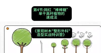 第04节：网红&ldquo;棒棒糖&rdquo;&mdash;&mdash;单干高杆植物的速成法，课程：《景观树木&ldquo;整形外科&rdquo;造型实战特训营》#识农AI